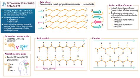 Secondary Structure 2: The Beta Sheet .